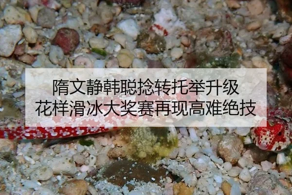 隋文静韩聪捻转托举升级 花样滑冰大奖赛再现高难绝技